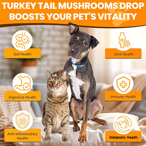 Huile de Champignon Pure Premium OEM, Huile de Champignon Queue de Dinde pour <span class=keywords><strong>Animaux</strong></span> <span class=keywords><strong>Domestiques</strong></span>, Soin Naturel Renforçant <span class=keywords><strong>la</strong></span> Défense, Meilleure Qualité - Product Image 5