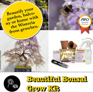 Bonsai Wisteria Grow Kit-Cultivez votre propre bonsaï Bro, cadeaux pour femmes et hommes, Bonsai Starter Kit - Product Image 2