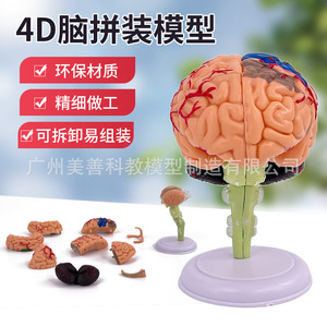 Modèle de cerveau humain, vaisseaux sanguins cérébraux et nerfs, anatomie du cerveau 4D, modèle d'enseignement médical, 31 pièces détachables - Product Image 2