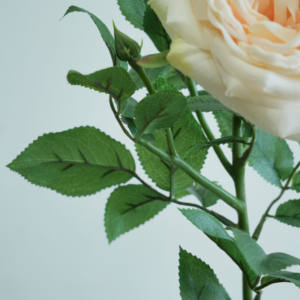 Flores de tallo único de rosas de látex de tacto Real de alta calidad parece flor artificial de peonía Real - Product Image 4