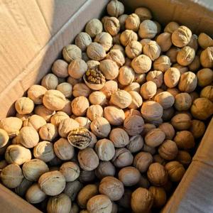 유기농 호두 베스트 셀러 제조업체 도매 프리미엄 유기농 호두 쉘 중국 호두 커널 판매 - Product Image 4
