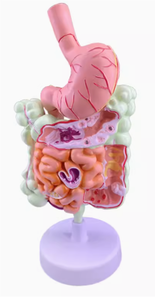 Modelo Anatómico Gastrointestinal Patológico <span class=keywords><strong>de</strong></span> PVC para Educación en Ciencias Médicas - Product Image 2