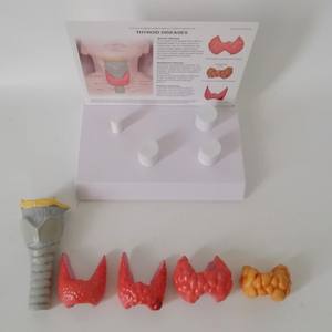 Tıbbi % Model beyin insan tiroid hastalığı anatomi modeli, endokrinoloji eğitimi için gerçekçi tiroid patoloji simülatörü - Product Image 4