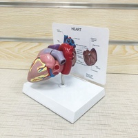 Modèle d'anatomie, modèle anatomique humain 3D, modèle éducatif
