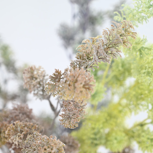 Handmade <strong>Ming</strong> Asparagus Fern Plush Grass Artificial 85cm Wedding Hall Decoration Home Living Room Flower Arrangement - Product Image 3