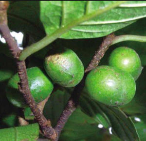 Ekstrak tanaman alami bubuk ekstrak kulit Pygeum Africanum <span class=keywords><strong>Prunus</strong></span> <span class=keywords><strong>Africana</strong></span> Pygeum - Product Image 3