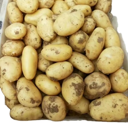 Новый Урожай свежего картофеля завод низкая цена голландский картофель