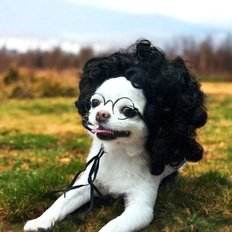 Perruque pour chien aux pieds courts avec tête Parm Cute Pet Clothes - Product Image 1