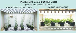 หลอดไฟ LED ทรงตรงแบบ Sunray หลอดไฟเรืองแสงเหมือนดวงอาทิตย์การทดสอบในห้องปฏิบัติการไฟปลูกพืชเกรดญี่ปุ่น - Product Image 2