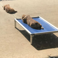 Lits surélevés indestructibles en aluminium Taille M L XL avec côtés surélevés Lit pour chien surélevé en PVC Maison pour chien d'extérieur