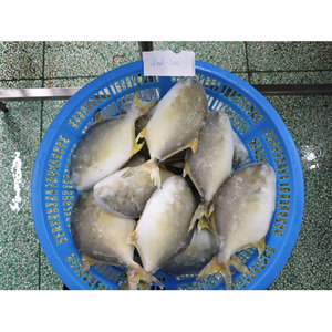 Pescado Pompano Dorado Congelado de 400-600g, Pescado Pomfret Dorado Criado en Granja, Pescado Pompano Entero y Redondo - Product Image 6