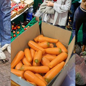 <span class=keywords><strong>Semi</strong></span> di <span class=keywords><strong>Carote</strong></span> Fresche di Qualità Premium <span class=keywords><strong>per</strong></span> la Vendita all'Ingrosso, <span class=keywords><strong>per</strong></span> la Cucina e il Vostro Orto - Product Image 3