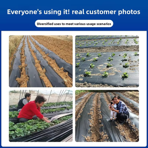 DaringFish - Malla de Cobertura Agrícola Negra, sin Orificios, de Plástico PE, Impermeable, Resistente a la Lluvia, para Cultivo de Vegetales - Product Image 5