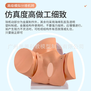 Modèle du mécanisme de naissance, modèle pédagogique du mécanisme de naissance, modèle de démonstration gynécologique du processus de naissance, à manivelle - Product Image 3