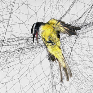 أعلى شبكات ضباب الطيور المخصصة لاصطياد الطيور - Product Image 6