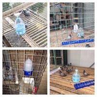 Abreuvoir automatique en plastique de haute qualité en forme de bouilloire (2L-12L) pour pigeons et oiseaux, idéal pour l'élevage en plein air et à domicile