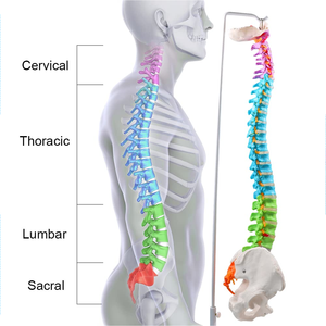 Modelo Anatómico de Columna Vertebral Humana de PVC de 85 cm, Modelo de Esqueleto de Columna Vertebral para Educación Médica, Modelo de Columna Vertebral de Plástico para Entrenamiento - Product Image 3
