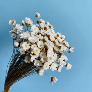 yılbaşı dekoru beyaz çiçek Suppliers-2020 dekoratif çiçekler noel buketleri kurutulmuş beyaz renk brezilyalı küçük yıldız çiçek