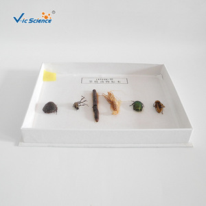 43118 spécimens d'arthropodes, aides pédagogiques pour la biologie au collège et au lycée, spécimens d'animaux et de plantes, recherche sur les insectes - Product Image 3