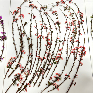 <span class=keywords><strong>Thunberg</strong></span> Spiraea/<span class=keywords><strong>Thunberg</strong></span>'s Meadowsweet avec tige fleurs pressées cadres d'art époxy en résine pour Noël Saint Valentin - Product Image 5