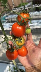 Serre agricole pour <span class=keywords><strong>tomates</strong></span> Gouttière en PVC blanc sans sol Système <span class=keywords><strong>de</strong></span> culture <span class=keywords><strong>de</strong></span> concombres - Product Image 6