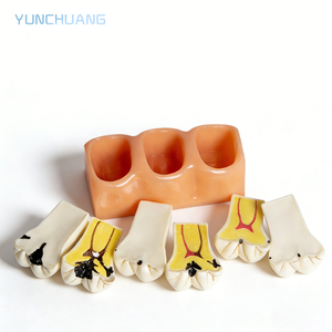 แบบจำลองฟันที่ถอดประกอบได้ 4 แบบ สำหรับการศึกษาเรื่องโรคฟัน แบบจำลองฟันสำหรับการศึกษา สามารถถอดประกอบได้ อเนกประสงค์ สำหรับการดูแลสุขภาพช่องปาก - Product Image 5