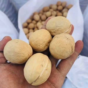 Nouvelle Récolte 2026 : <span class=keywords><strong>Noix</strong></span> Entières <span class=keywords><strong>de</strong></span> Haute Qualité, Fraîches et Naturelles, Idéales pour les Snacks, la Pâtisserie et la Vente en Gros - Product Image 2