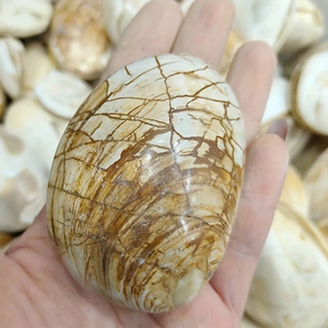 Wholesale Natural Shell fossil <b>Crystal</b> Lam Home Healing Hand Palm Perfect for Home Decor Office Gift - Product Image 4