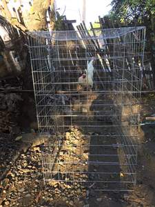 Tấm Lưới Thép Cứng Mạ Kẽm Cho Chó Chó Và Bút Bay Gà - Product Image 3