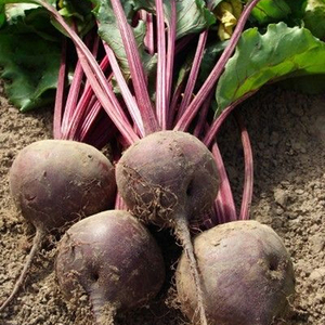 Graines de betterave rouge foncé de Detroit de qualité supérieure Pureté 99,99% Origine Pakistan Systèmes d'agriculture intensive Commerce de gros sur le marché frais - Product Image 2