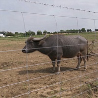Grillage galvanisé à nœuds fixes haute résistance pour clôture de champ agricole, bétail, cerfs, moutons, pâturages, vente en gros, élevage