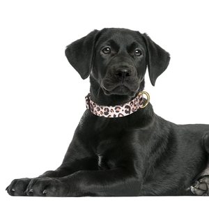 Venta al por mayor personalizado sublimación diseñador personalizado lindo leopardo cachorro <span class=keywords><strong>Collar</strong></span> perro <span class=keywords><strong>Collar</strong></span> para pequeño <span class=keywords><strong>collar</strong></span> de perro mascota - Product Image 2
