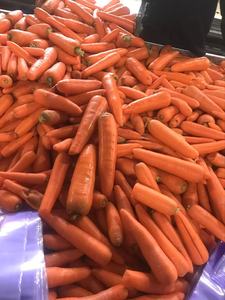 Frische Bio-Karotten Sorte 316 Rot 20cm 0,15kg Karton Mild Süßes Fasoliergewürzgemüse Marke Shandong Heli 3 Monate - Product Image 3