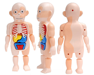 Educational <strong>Science</strong> <strong>Model</strong> Children's Educational Toys Human Organ Assembly <strong>Model</strong> Medical Early Education Toy <strong>Model</strong> for Children - Product Image 5