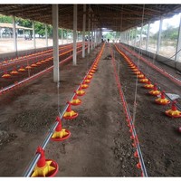 Cages à poulets de chair automatiques durables de type H avec mangeoire et abreuvoir, durée de vie de 15 à 20 ans, garantie 1 an, équipement pour élevage de poulets