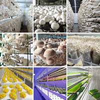 Électricité solaire avec culture hydroponique verticale de laitue, champignons, safran, ferme aéroponique en conteneur maritime