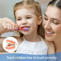 Modelo Dental de Demostración Anatómica para Enseñanza Médica, Dientes de Tipodonto Multiusos para Higiene Bucal y Entrenamiento de Enfermería