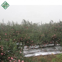 Vers Fruit Importeurs Verse Apple Verse Apple Fruit Fuji Apple Van Yantai Gebied