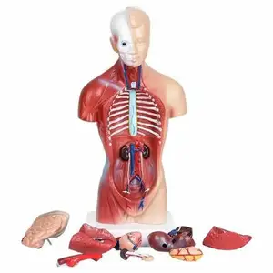 Organza d'anatomie médicale de haute qualité, en plastique détachable, pour troncs humains, modèle réduit, mannequin pour la chirurgie et l'entraînement ongulaire