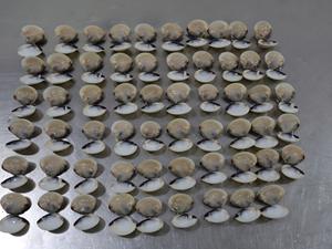 Concha <span class=keywords><strong>de</strong></span> almeja blanca congelada en ALTA CALIDAD y BUEN <span class=keywords><strong>PRECIO</strong></span> para la venta al por mayor <span class=keywords><strong>de</strong></span> concha <span class=keywords><strong>de</strong></span> almeja blanca en - Product Image 3