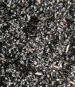 Nouvelles fourmis noires séchées 100% pures de haute qualité à vendre - Product Image 4