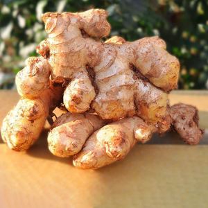 Cina organik jahe segar 1 tahun rak hidup makanan Grade kering jahe Slice pola-penawaran grosir khusus - Product Image 1