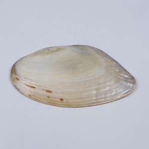 Vỏ trai ngọc trai nước ngọt tự nhiên 15-20cm dùng làm đồ trang sức tự chế - Product Image 3