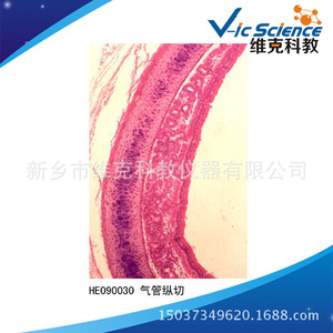 Tracheal longitudinal section; Histology and embryology; Respiratory system; Animal and plant section specimens; <b>Microscope</b> - Product Image 5