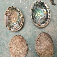 Coquille d'Abalone de Mexique Paua de bonne qualité, matière brute, 11-13 cm, à vendre