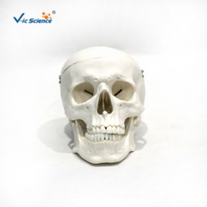 Modello di Cranio Umano a Grandezza Naturale con Marcature di Origini <span class=keywords><strong>e</strong></span> Inserti Muscolari, Strumento Didattico per l'Anatomia <span class=keywords><strong>e</strong></span> la Formazione Medica - Product Image 2