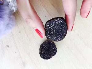 Trufa Negra Fresca China Silvestre DETAN Tuber <span class=keywords><strong>Indicium</strong></span>, Nueva Temporada 2023-2024 - Product Image 2