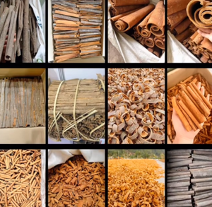 CeylonシナモンC3 C4 M5バルク全シナモンスティック卸売安い価格スリランカ - Product Image 4