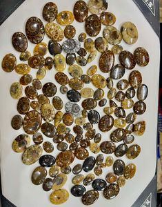 Cabochons d'ammonites, pierres précieuses de formes variées pour la fabrication de bijoux, prix en gros - Product Image 5