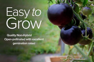 Paquete <span class=keywords><strong>de</strong></span> 5 Variedades <span class=keywords><strong>de</strong></span> Tomate <span class=keywords><strong>Raras</strong></span> <span class=keywords><strong>de</strong></span> Herencia <span class=keywords><strong>de</strong></span> Gardeners Basics, Incluye Cherokee Purple, Black Krim, Pineapple, Macetas y Jardineras - Product Image 5